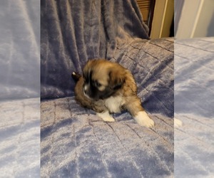 Shiranian Puppy for sale in WESTOVER, WV, USA