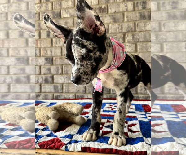 Medium Photo #4 Bulldog-Catahoula Leopard Dog Mix Puppy For Sale in Munford, TN, USA