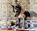 Small #3 Bulldog-Catahoula Leopard Dog Mix
