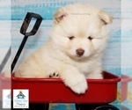 Small Photo #39 Pomeranian-Pomsky Mix Puppy For Sale in RAMSEY, MN, USA