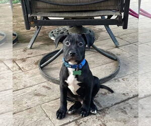 American Pit Bull Terrier-Unknown Mix Dogs for adoption in Rochester, NY, USA