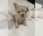 Puppy Rome French Bulldog