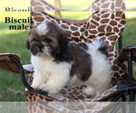 Image preview for Ad Listing. Nickname: Litter of 2