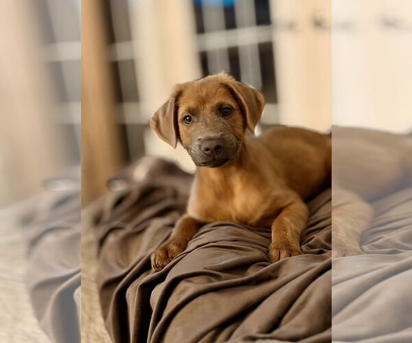 Medium Photo #2 Golden Labrador Puppy For Sale in Royal Palm Beach, FL, USA