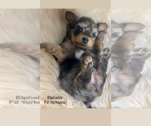 Medium Photo #3 YorkiePoo Puppy For Sale in AQUILLA, TX, USA