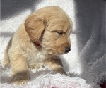 Small Photo #5 Goldendoodle Puppy For Sale in SAN FERNANDO, CA, USA
