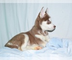 Small Photo #3 Siberian Husky Puppy For Sale in PATERSON, NJ, USA