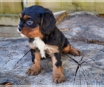 Small Photo #4 Cavalier King Charles Spaniel Puppy For Sale in BARNESVILLE, KS, USA