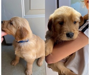 Golden Retriever Puppy for Sale in HOHENWALD, Tennessee USA