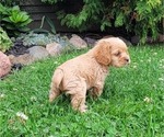 Small Photo #16 Cocker Spaniel Puppy For Sale in WITHEE, WI, USA