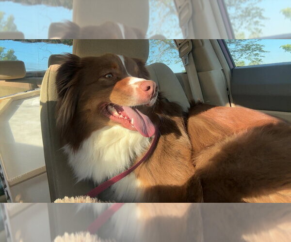 Medium Photo #3 Australian Shepherd Puppy For Sale in Aurora, IN, USA