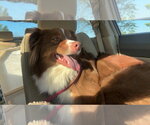 Small #2 Australian Shepherd