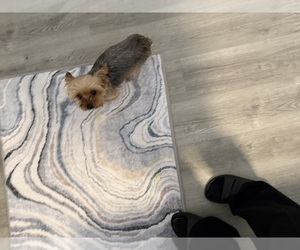 Yorkshire Terrier Puppy for sale in FENTON, MI, USA