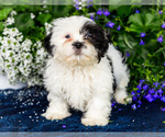 Small #2 Shih Tzu