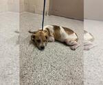 Small American Pit Bull Terrier Mix