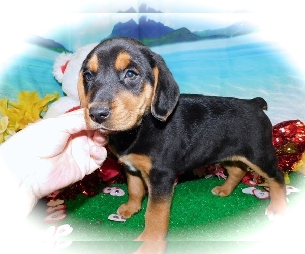 Medium Photo #1 Beagle Puppy For Sale in HAMMOND, IN, USA