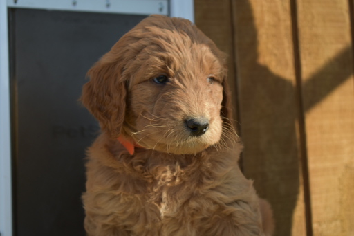 Medium Photo #1 Goldendoodle Puppy For Sale in COOPER, TX, USA