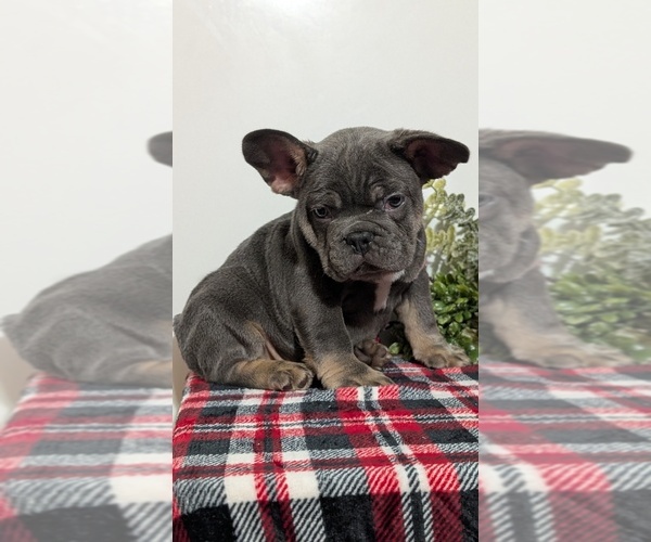 Medium Photo #46 French Bulldog Puppy For Sale in GOSHEN, IN, USA