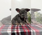 Small Photo #46 French Bulldog Puppy For Sale in GOSHEN, IN, USA