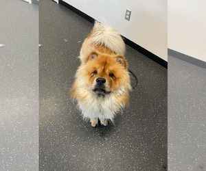 ADOPTED! - Male Chow Chow Dog for Adoption - Photo #9
