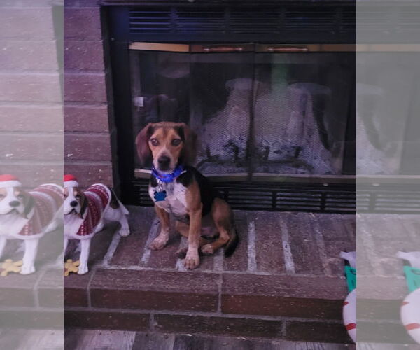 Medium Photo #7 Beagle Puppy For Sale in Las Vegas, NV, USA