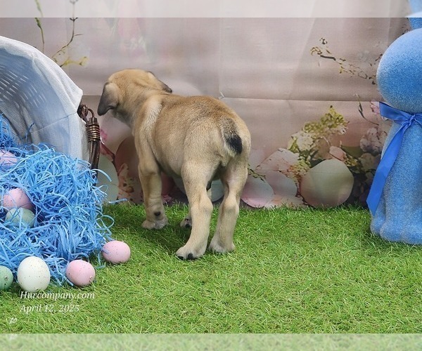 Medium Photo #18 Catahoula Leopard Dog Puppy For Sale in CUMBY, TX, USA