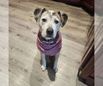 Small #5 American Pit Bull Terrier Mix