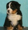 Small Photo #1 Bernese Mountain Dog Puppy For Sale in FRESNO, OH, USA