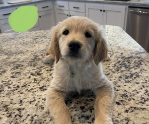 Golden Retriever Puppy for sale in CHINA SPRING, TX, USA