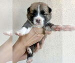 Small #5 American Staffordshire Terrier-Siberian Husky Mix