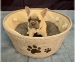 Small #1 French Bulldog