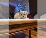 Puppy Puppy 1 Shiranian