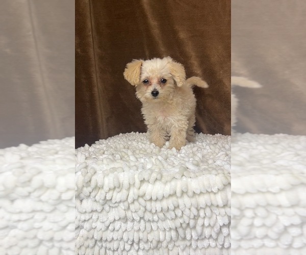 Medium Photo #1 YorkiePoo Puppy For Sale in MARTINSVILLE, IN, USA