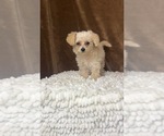 Small Photo #1 YorkiePoo Puppy For Sale in MARTINSVILLE, IN, USA