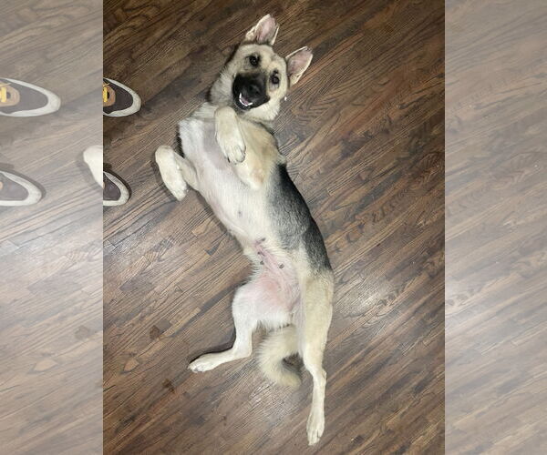 Medium Photo #2 German Shepherd Dog Puppy For Sale in New Hill, NC, USA