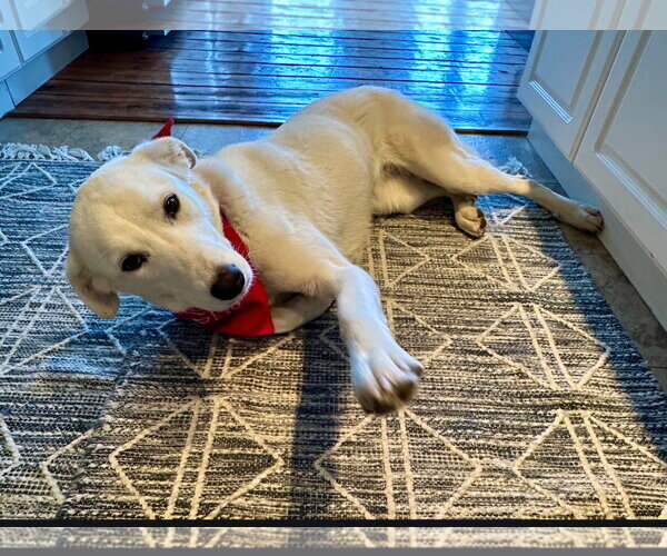 Medium Photo #3 Great Pyrenees-Unknown Mix Puppy For Sale in Croydon, NH, USA