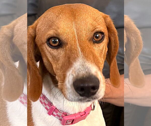 Medium Photo #2 Beagle-Unknown Mix Puppy For Sale in Dunnellon, FL, USA