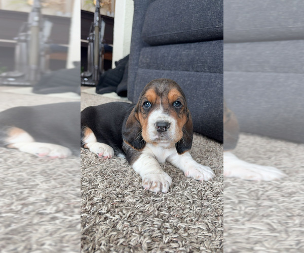 Medium Photo #7 Basset Hound Puppy For Sale in LANSING, MI, USA