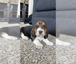 Small #6 Basset Hound