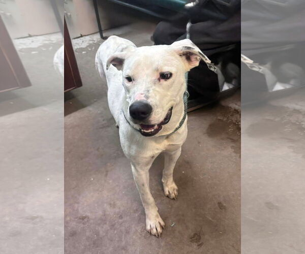 Medium Photo #7 Argentinian Mastiff-Unknown Mix Puppy For Sale in Oakhurst, NJ, USA