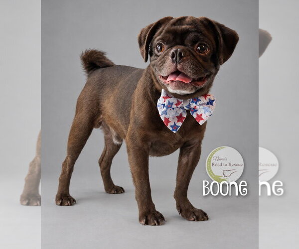 Medium Photo #2 Pug Puppy For Sale in Benton, LA, USA