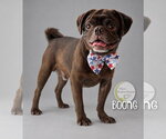 Small Photo #2 Pug Puppy For Sale in Benton, LA, USA