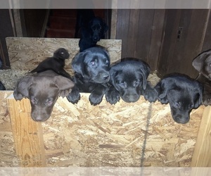 Father of the Labrador Retriever puppies born on 10/14/2023