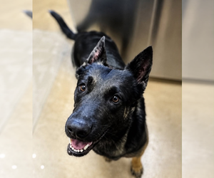 German Shepherd Dog-Unknown Mix Dogs for adoption in Imlay City, MI, USA