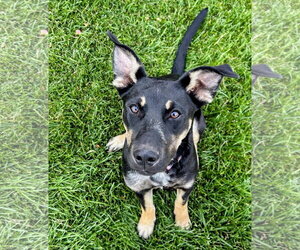 Shepweiller Dogs for adoption in Sandy, UT, USA