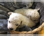 Small Photo #7 Bichon Frise Puppy For Sale in JENSEN, UT, USA