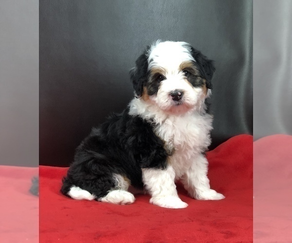 Medium Photo #1 Miniature Bernedoodle Puppy For Sale in SUGARCREEK, OH, USA
