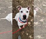 Small #5 American Pit Bull Terrier Mix