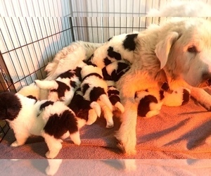 Mother of the Great Pyrenees-Newfoundland Mix puppies born on 01/16/2022