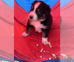 Australian Shepherd Puppy for sale in LOGANVILLE, GA, USA